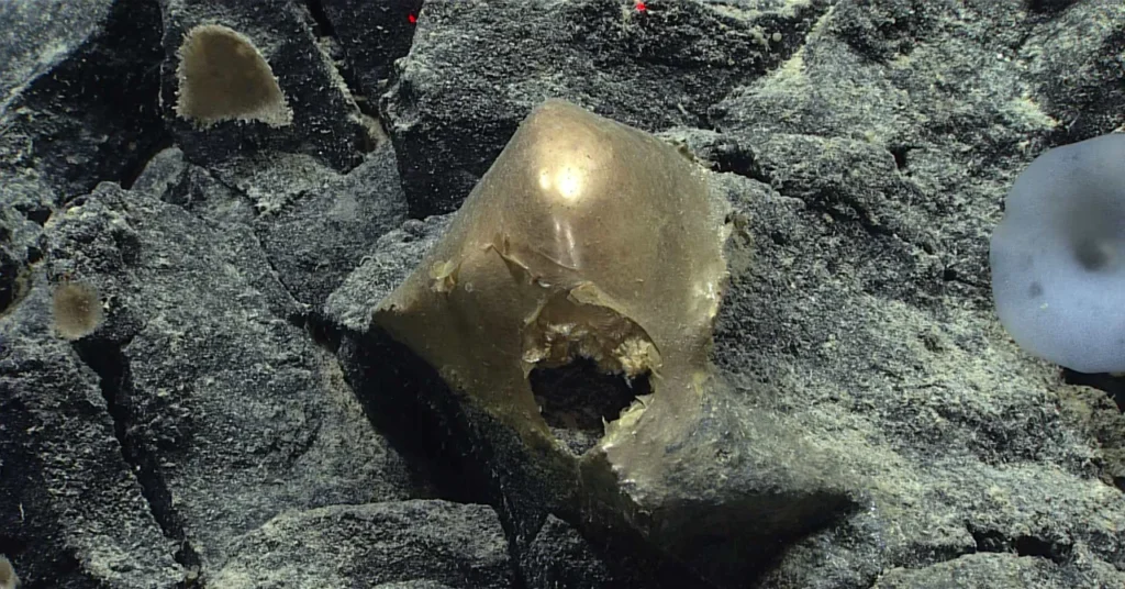 A 'Golden Orb' on the Ocean Floor Came From a Mysterious Animal